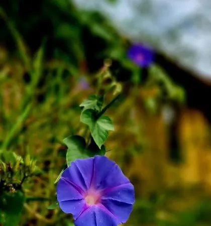 Gospodarstwo wiejskie Colmeal