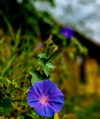 Gospodarstwo wiejskie Colmeal